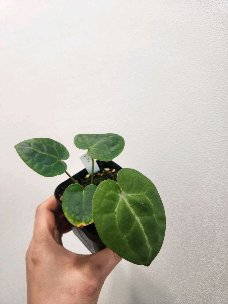 안스리움 미쉘 하이브리드 이미지