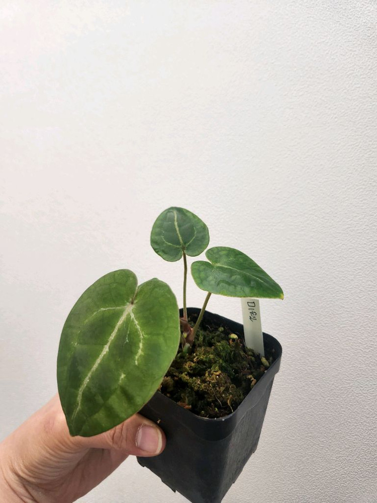 안스리움 미쉘 하이브리드 이미지