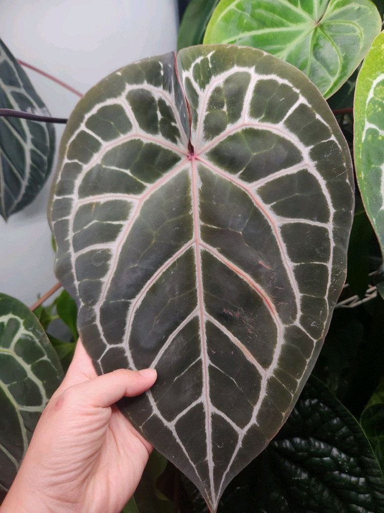 안스리움 미쉘 하이브리드 이미지