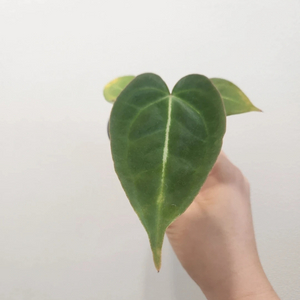 안스리움 하이브리드 noid 이미지