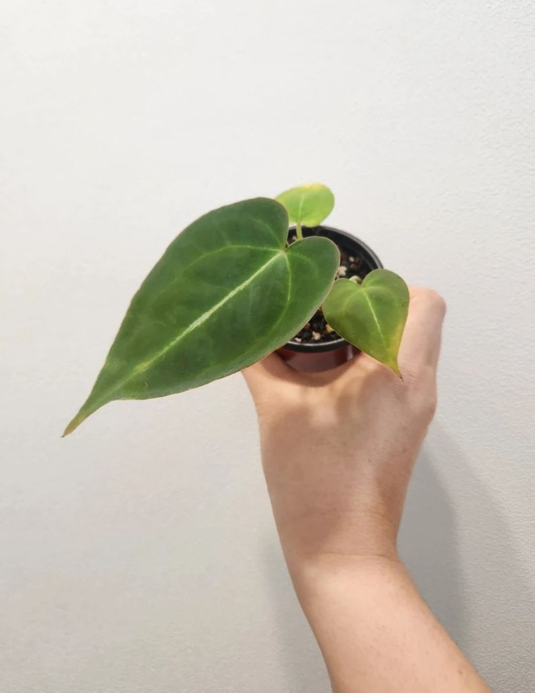 안스리움 하이브리드 noid 이미지