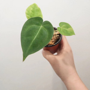 안스리움 하이브리드 이미지