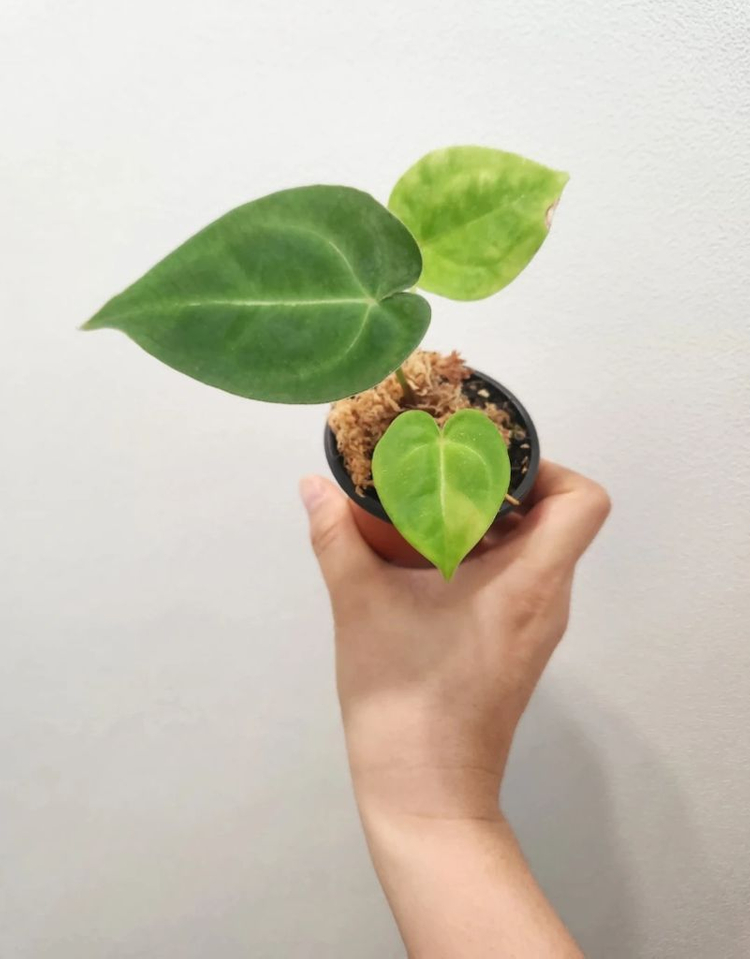 안스리움 하이브리드 이미지