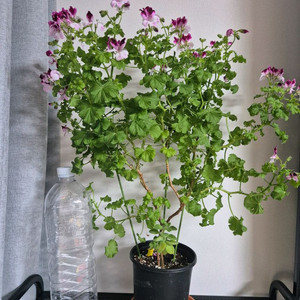 엔젤리갈제라늄 엔젤데비 / 검색콴탁메이퍼펙션 이미지