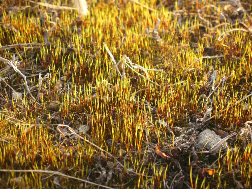 캐논 티타늄 익서스 900Ti 디지털 카메라 /작례/공연/연예인/색감/ 이미지