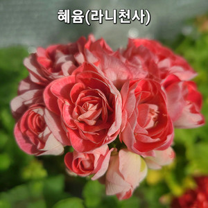 혜윰 썸머홀리데이 2종 제라늄 이미지