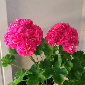 IV 아폴리나리아 제라늄 러시아제라늄 이미지