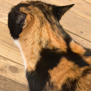 발로란트 21 2021 아케인 셰리프 한섭 굿즈 이미지