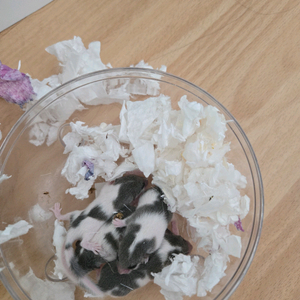 피그미다람쥐분양 (2026년 4월생) 이미지