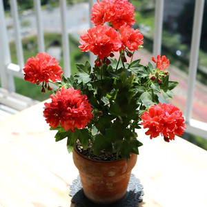 스텔라제라늄 사랑비 이미지