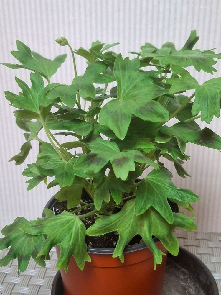 스텔라제라늄 사랑비 이미지