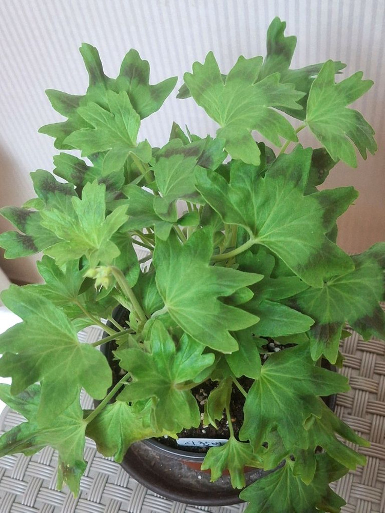 스텔라제라늄 사랑비 이미지