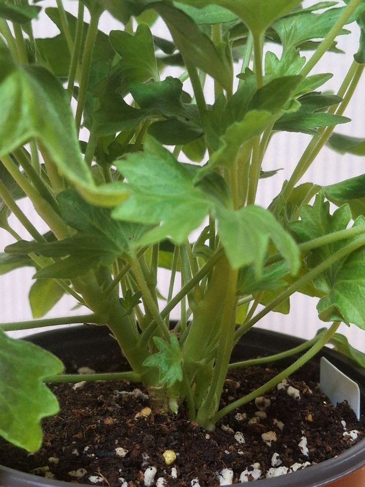 스텔라제라늄 사랑비 이미지