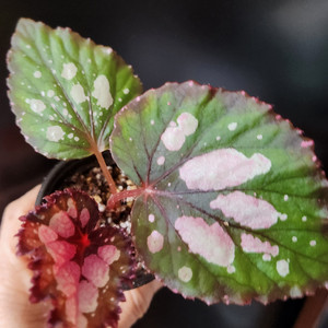 베고니아 홀리데이 이미지