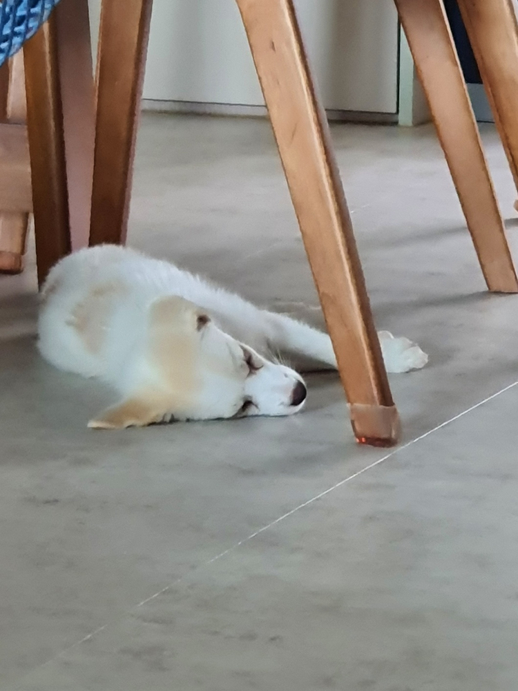 [장인가구] 아마르 4인용 식탁 & 의자(4ea) 이미지