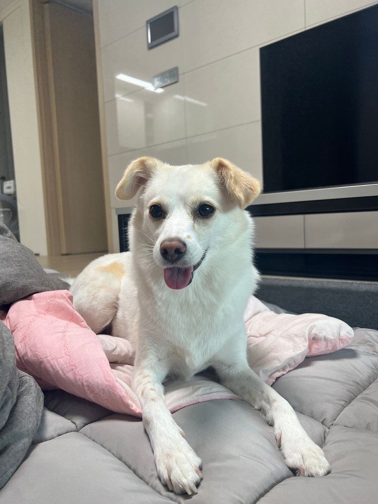 [장인가구] 아마르 4인용 식탁 & 의자(4ea) 이미지