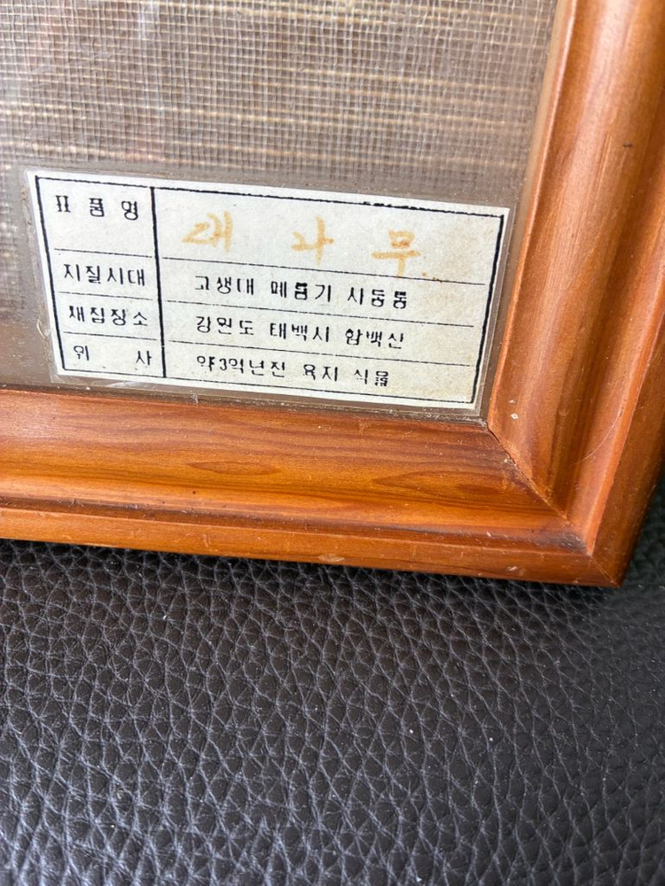고생대 식물화석 이미지