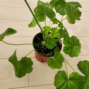 고귀한숙녀 제라늄 이미지