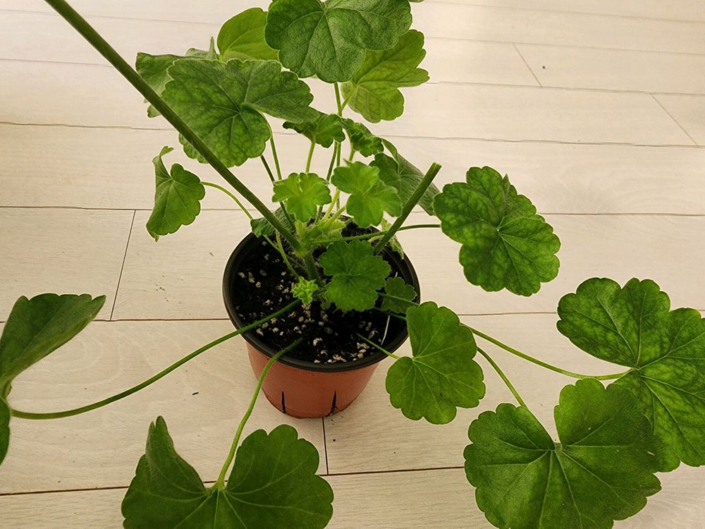 고귀한숙녀 제라늄 이미지