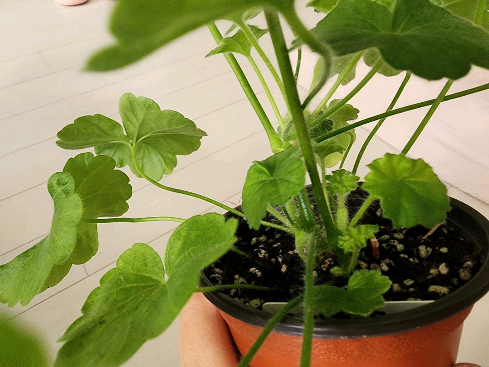 고귀한숙녀 제라늄 이미지