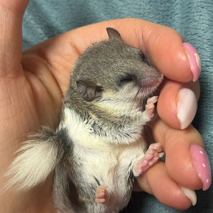 (대전)피그미다람쥐 이미지