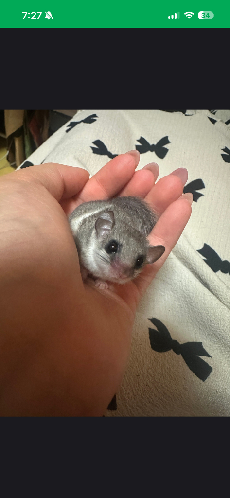 (대전)피그미다람쥐 이미지