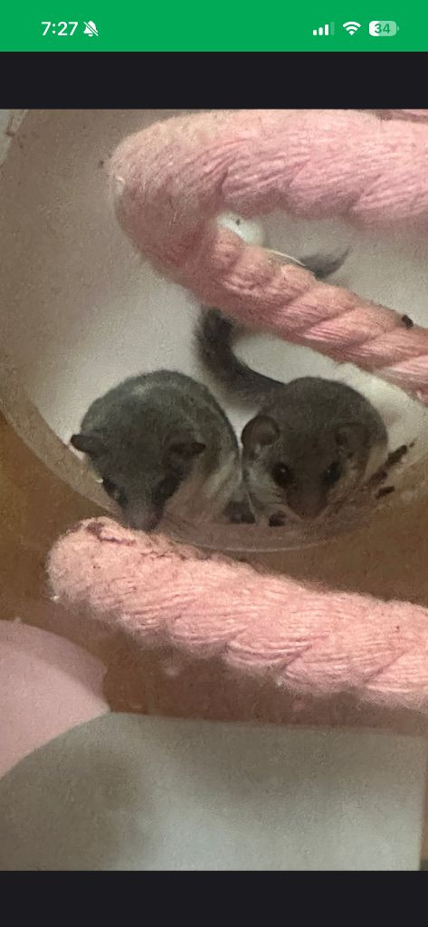 (대전)피그미다람쥐 이미지