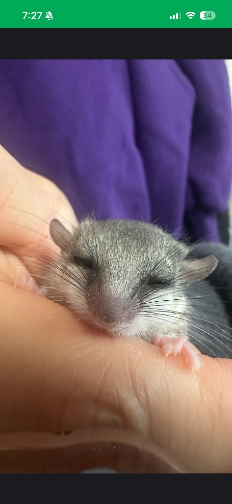 (대전)피그미다람쥐 이미지