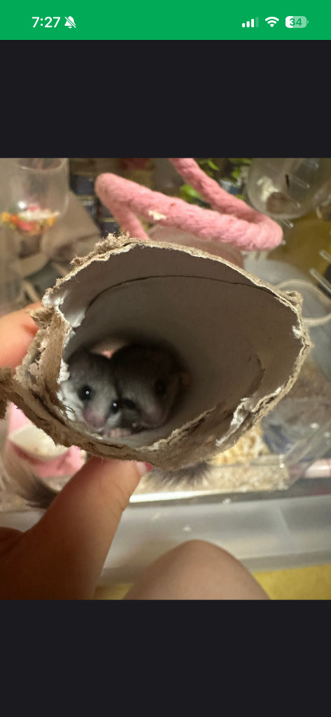 (대전)피그미다람쥐 이미지