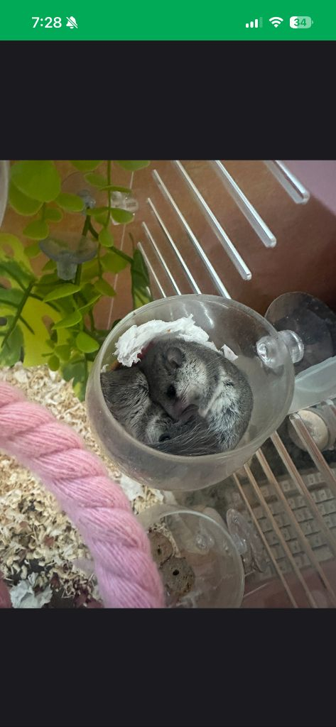 (대전)피그미다람쥐 이미지