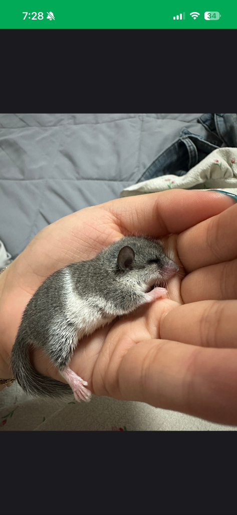 (대전)피그미다람쥐 이미지