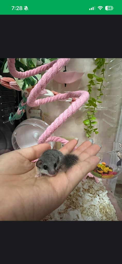 (대전)피그미다람쥐 이미지