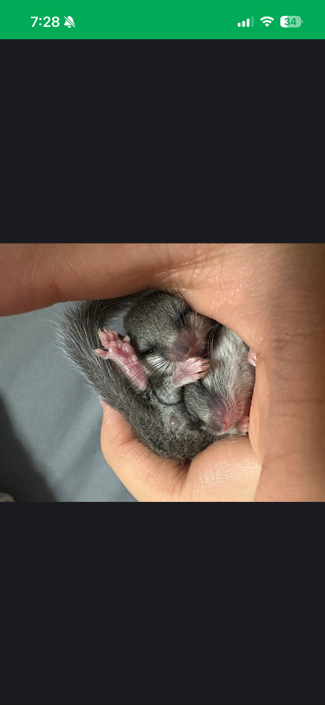 (대전)피그미다람쥐 이미지