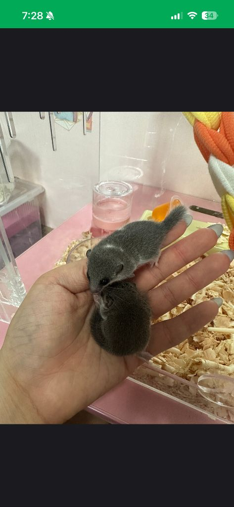 (대전)피그미다람쥐 이미지