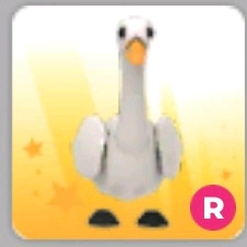 입양하세요 백조 이미지