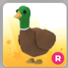 입양하세요 청둥오리(수오리) 이미지