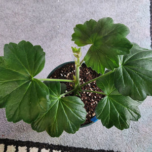 ESS 다비드의별 제라늄(가네야 슬릿분 12호) 이미지