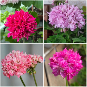 스텔라 제라늄 4종(경주진 외) 이미지