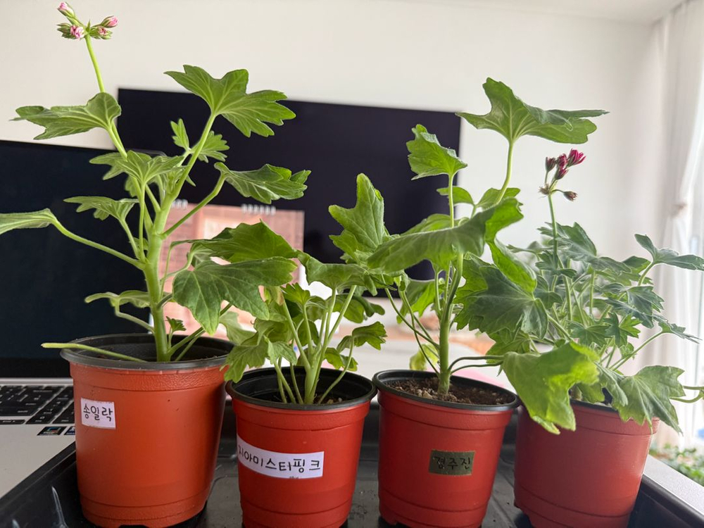 스텔라 제라늄 4종(경주진 외) 이미지