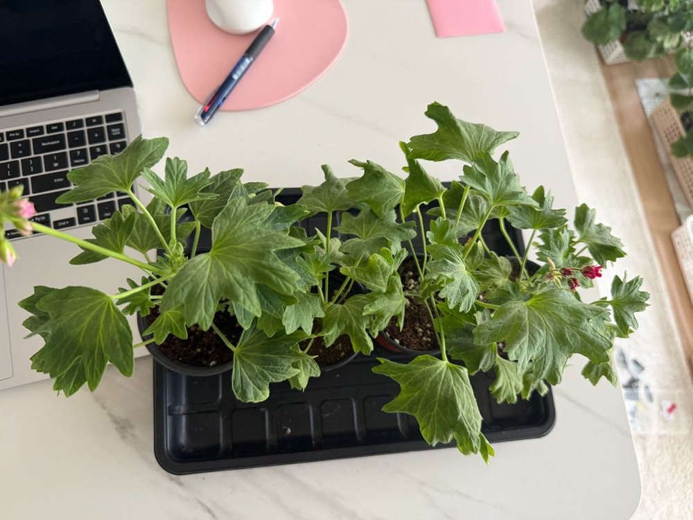 스텔라 제라늄 4종(경주진 외) 이미지