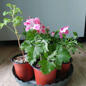 리갈제라늄-콴탁퍼펙션,벅스월골든애니버셔리,본트로사이,조안모프,로지문,흰무늬크리스펌,캔디핑크,버뮤다로즈.프로렐라바이칼 이미지