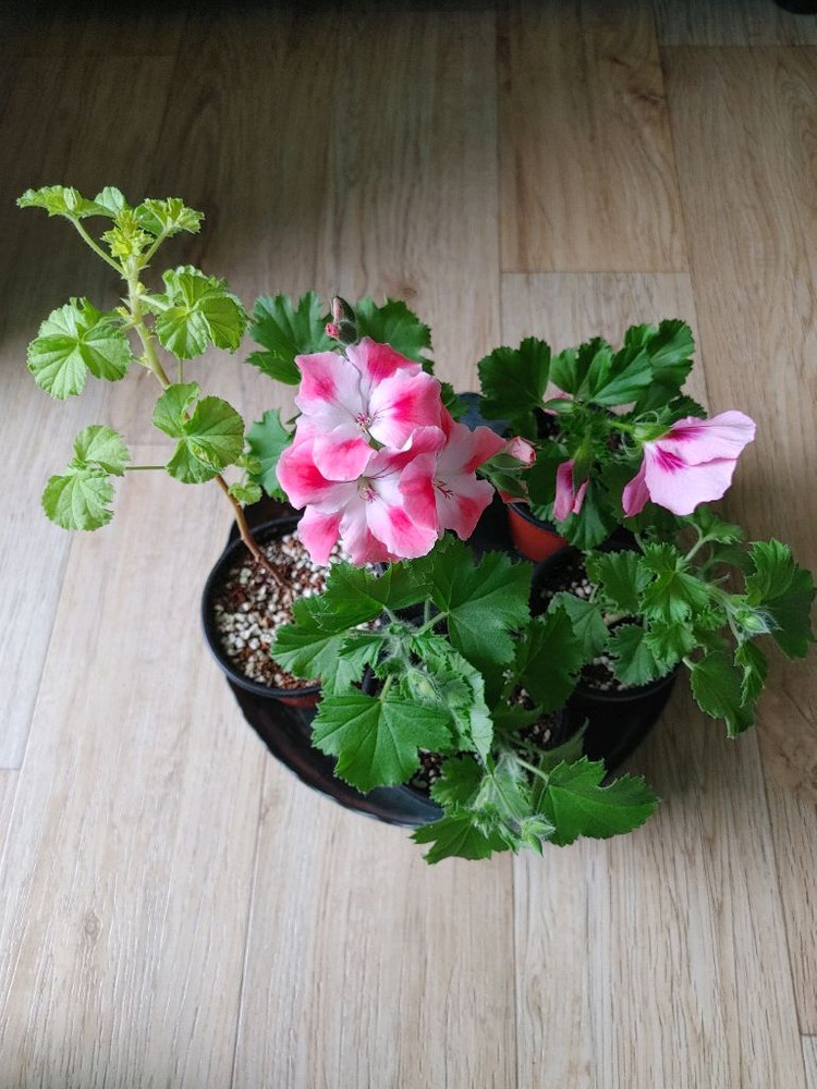 리갈제라늄-콴탁퍼펙션,벅스월골든애니버셔리,본트로사이,조안모프,로지문,흰무늬크리스펌,캔디핑크,버뮤다로즈.프로렐라바이칼 이미지