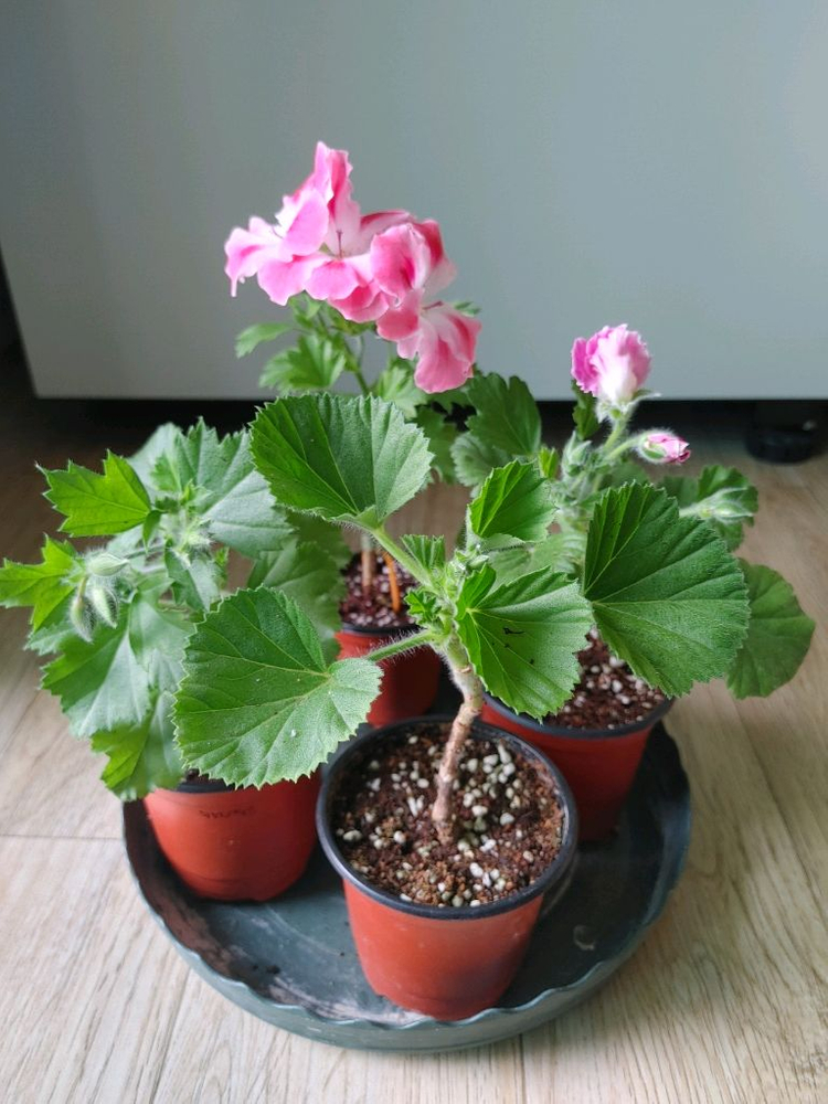 리갈제라늄-콴탁퍼펙션,벅스월골든애니버셔리,본트로사이,조안모프,로지문,흰무늬크리스펌,캔디핑크,버뮤다로즈.프로렐라바이칼 이미지