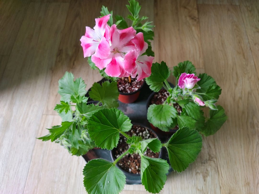 리갈제라늄-콴탁퍼펙션,벅스월골든애니버셔리,본트로사이,조안모프,로지문,흰무늬크리스펌,캔디핑크,버뮤다로즈.프로렐라바이칼 이미지