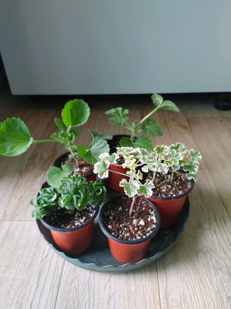 리갈제라늄-콴탁퍼펙션,벅스월골든애니버셔리,본트로사이,조안모프,로지문,흰무늬크리스펌,캔디핑크,버뮤다로즈.프로렐라바이칼 이미지