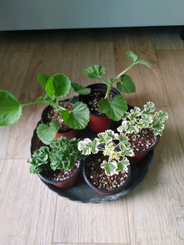 리갈제라늄-콴탁퍼펙션,벅스월골든애니버셔리,본트로사이,조안모프,로지문,흰무늬크리스펌,캔디핑크,버뮤다로즈.프로렐라바이칼 이미지