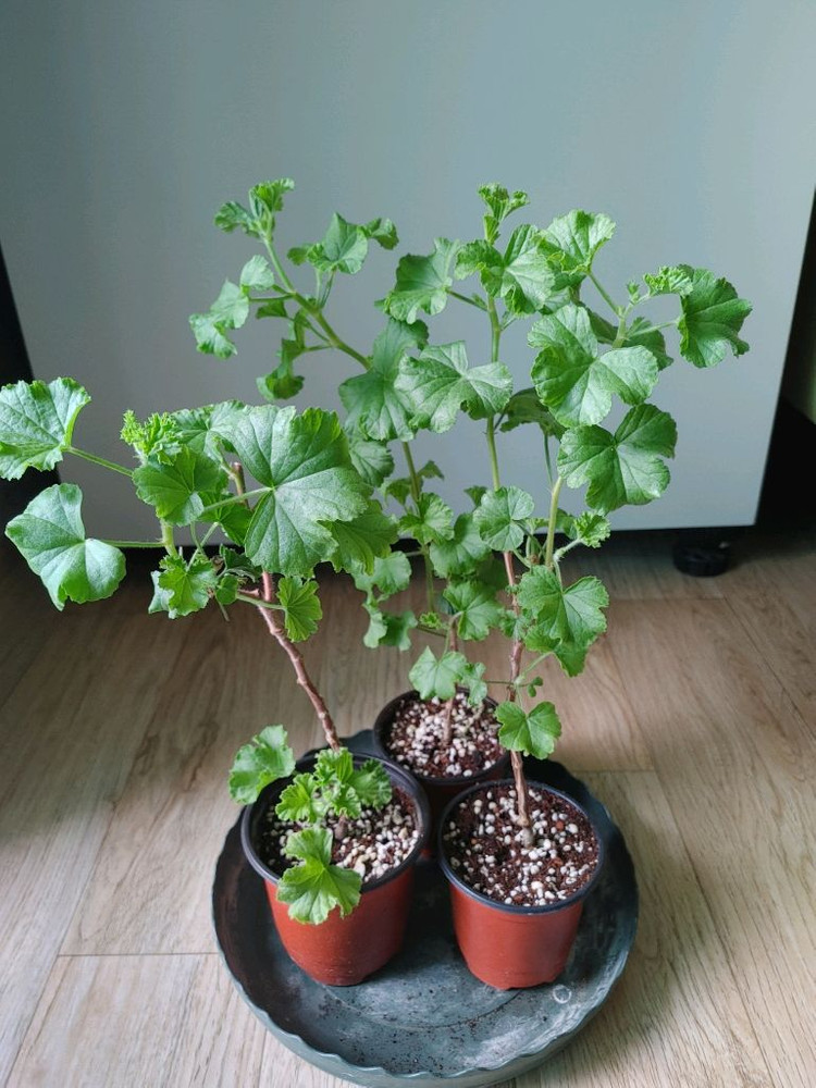 리갈제라늄-콴탁퍼펙션,벅스월골든애니버셔리,본트로사이,조안모프,로지문,흰무늬크리스펌,캔디핑크,버뮤다로즈.프로렐라바이칼 이미지