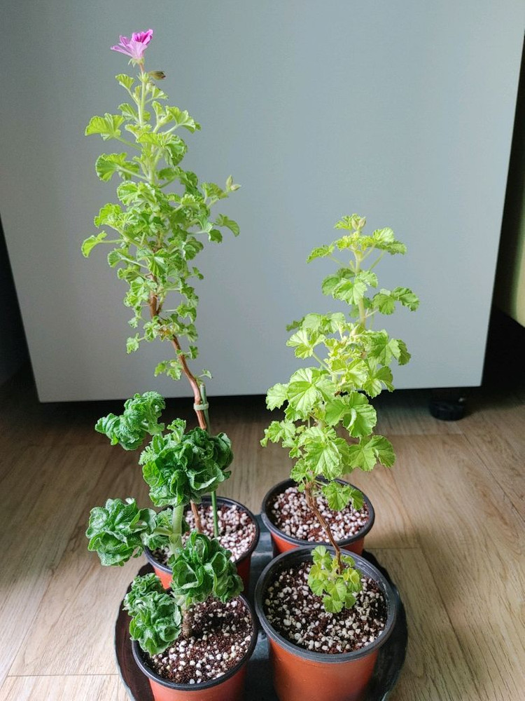 리갈제라늄-콴탁퍼펙션,벅스월골든애니버셔리,본트로사이,조안모프,로지문,흰무늬크리스펌,캔디핑크,버뮤다로즈.프로렐라바이칼 이미지