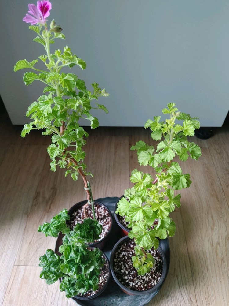 리갈제라늄-콴탁퍼펙션,벅스월골든애니버셔리,본트로사이,조안모프,로지문,흰무늬크리스펌,캔디핑크,버뮤다로즈.프로렐라바이칼 이미지