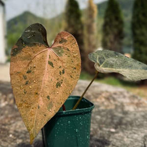 안스리움 에오스x파필퍼플 바리에가타 클론 이미지